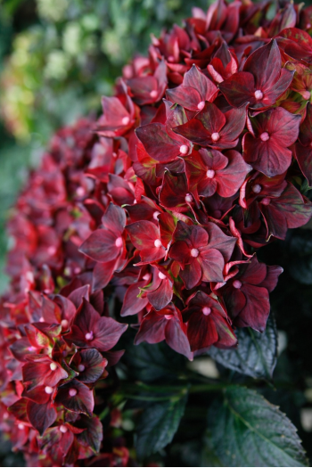 Гортензія широколиста Рембрандт Россо Глорі|Hydrangea macrophylla Rembrandt® Rosso Glory|Гортензия крупнолистная Рембрандт Россо Глори
